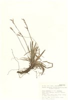 藏品(薹屬)的圖片